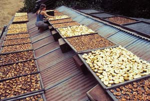 
Drying peaches and pears for storage.
